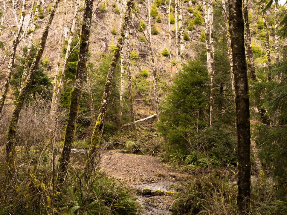 Oregon forest