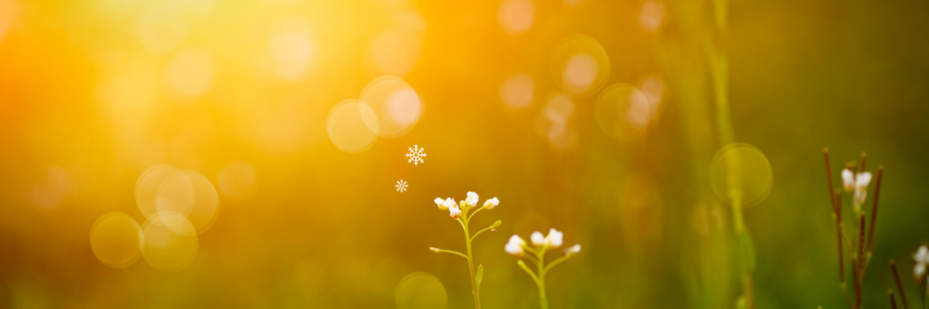 sunshine on a field