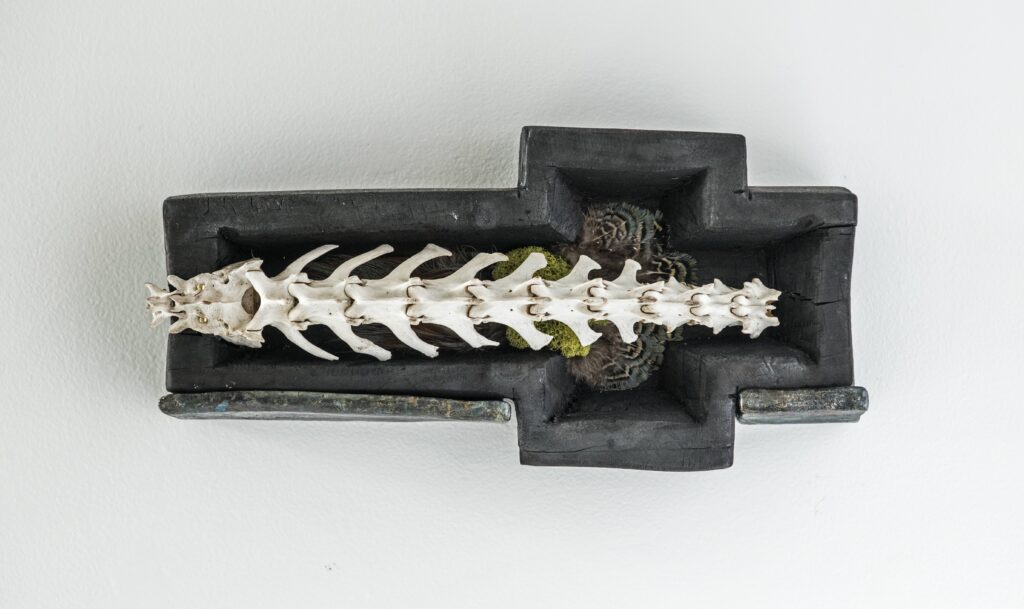 Animal spine in wooden box