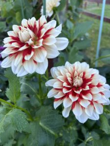 White and red dahlia flowers