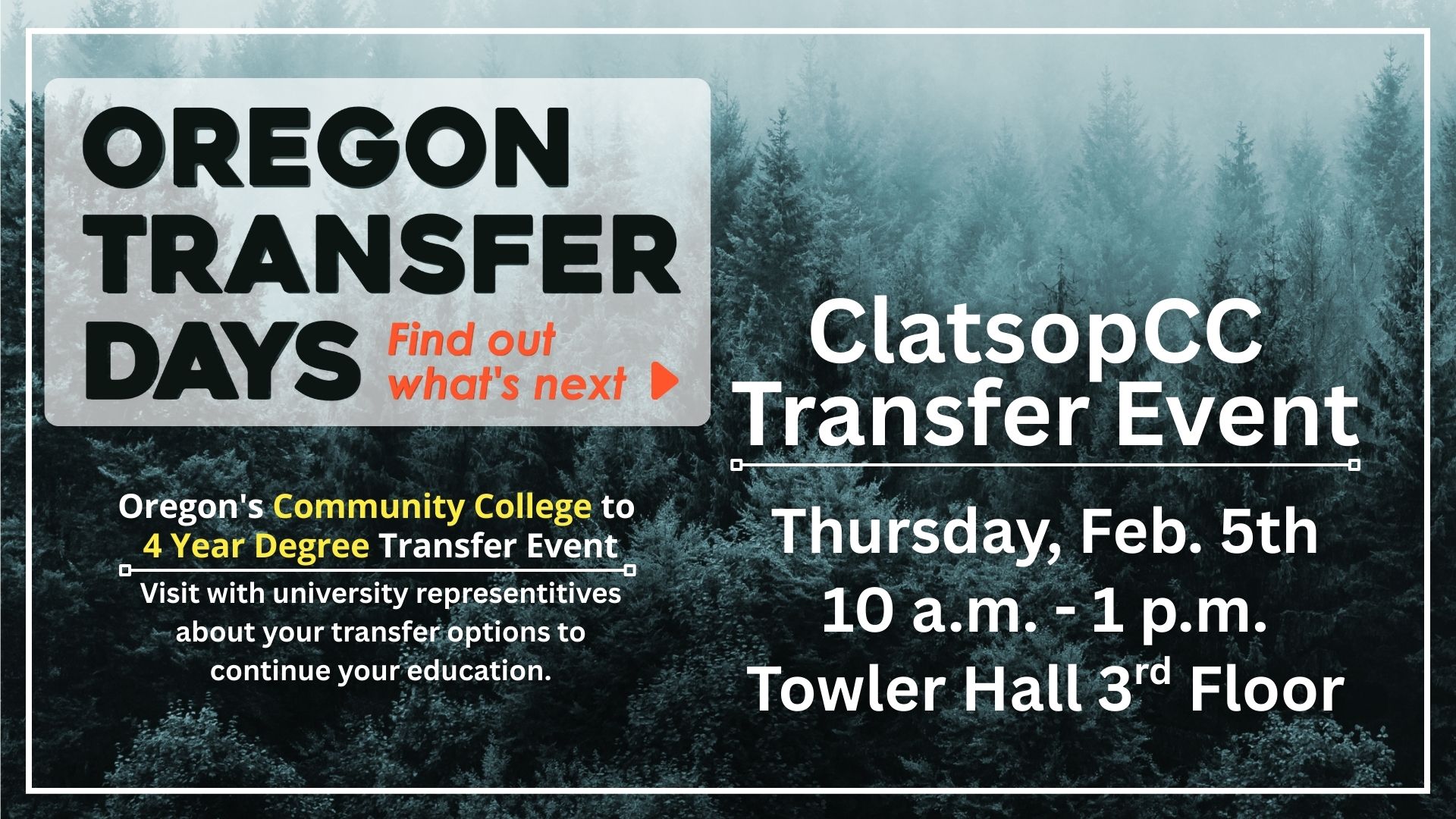 misty trees in a forest